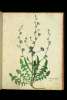  Fol. 106 

Intybus sylvestris flore
ceruleo